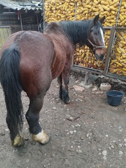 Cal  castrat de vânzare