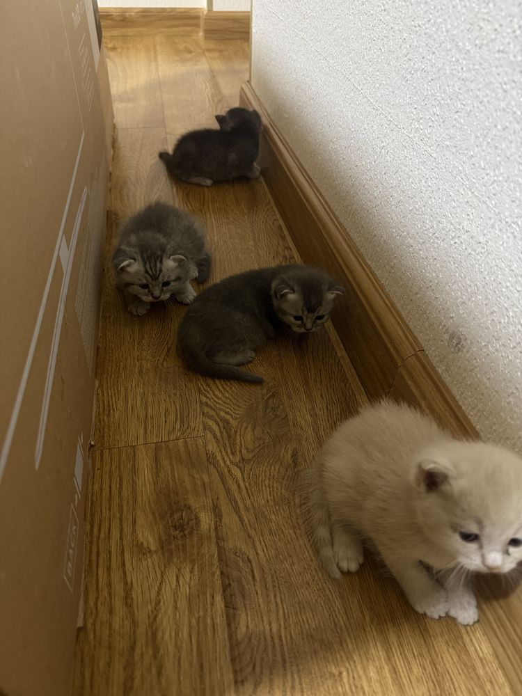 Котята шотландская шиншилла родились 3 недели назад