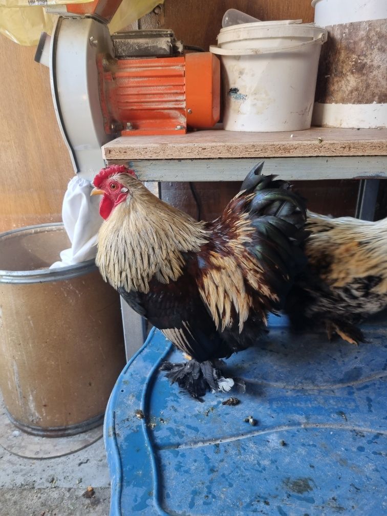 Vând cocoși pitici