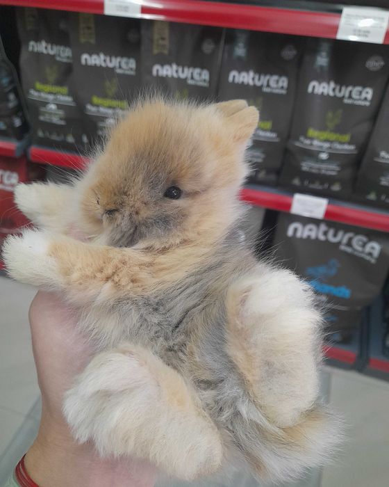 Декоративни мини зайчета на 1 месец