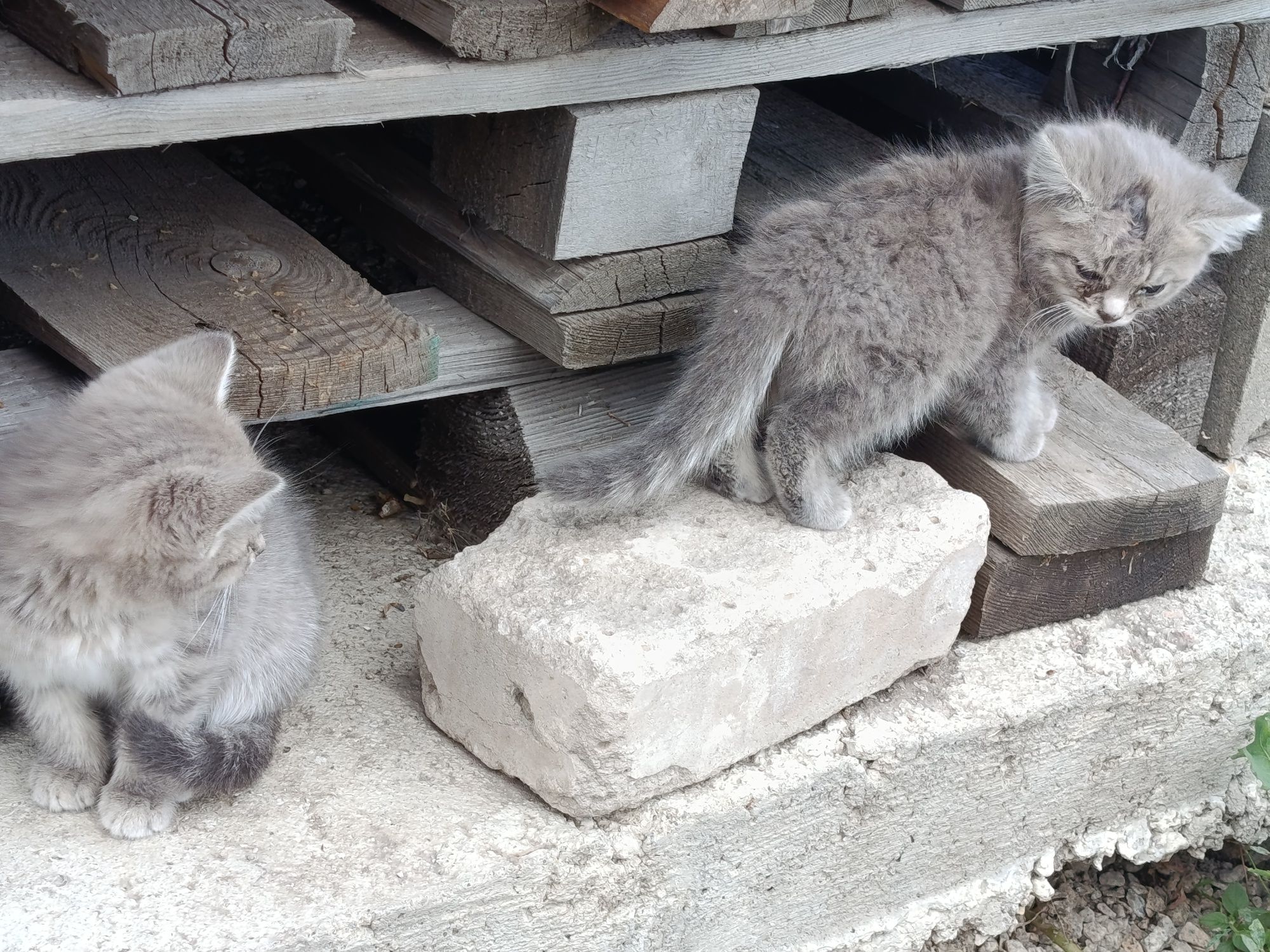 Котята три месяца