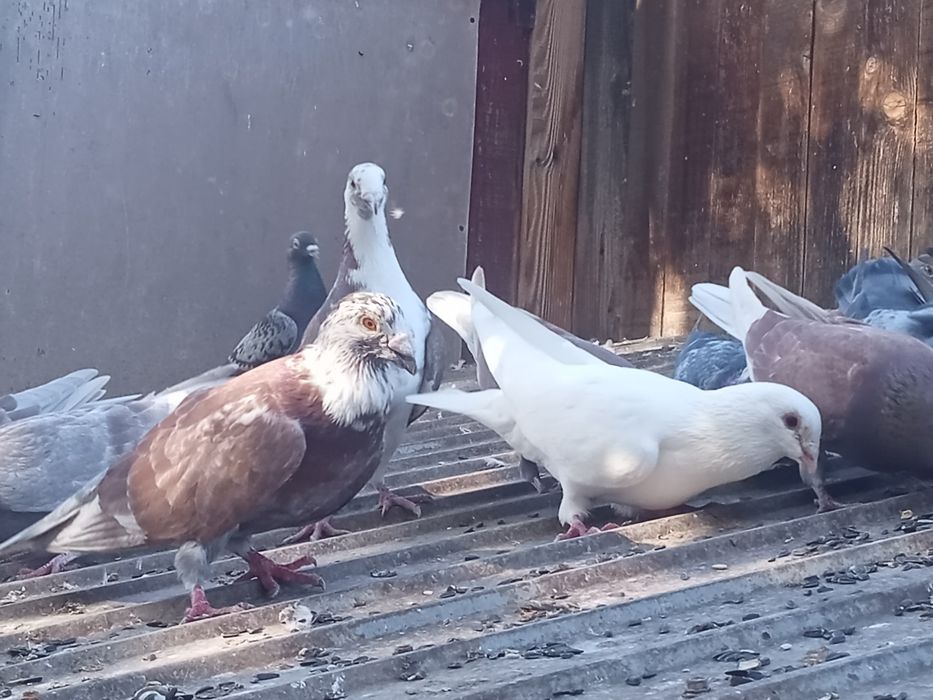 Porumbei de vânzare
