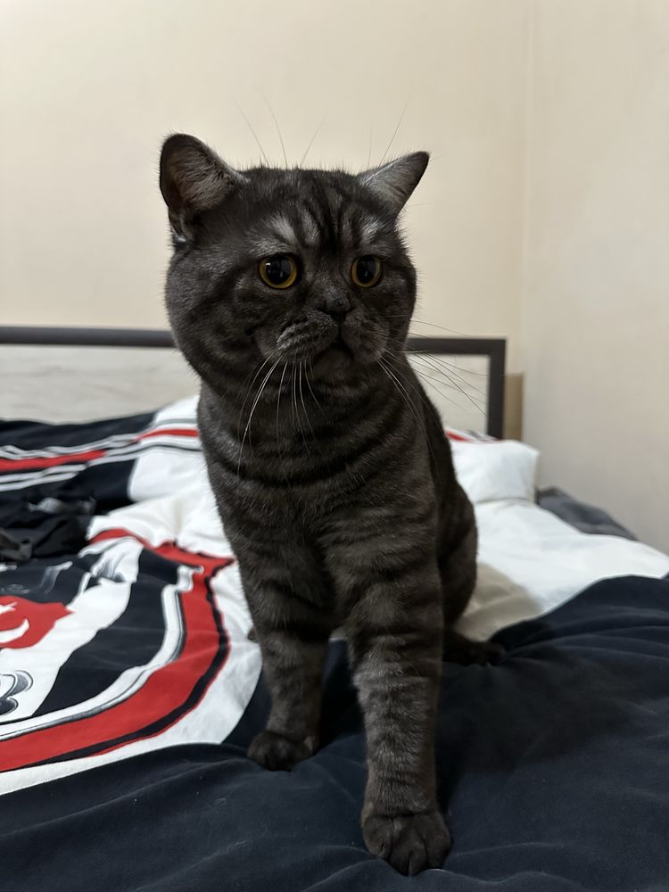 Котета шотландски клопоухи и правоухи