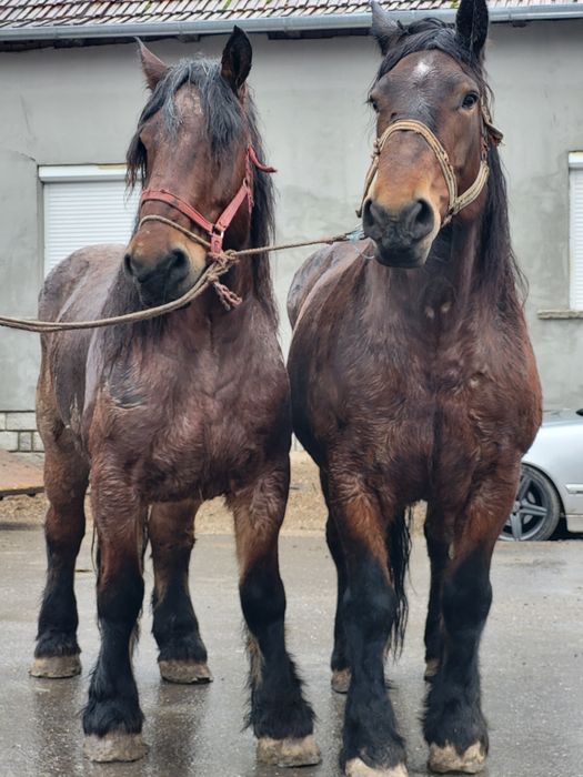Iapa si cal de vanzare pereche