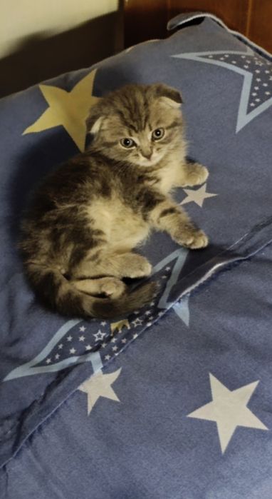 Продам вислоухого котенка девочка