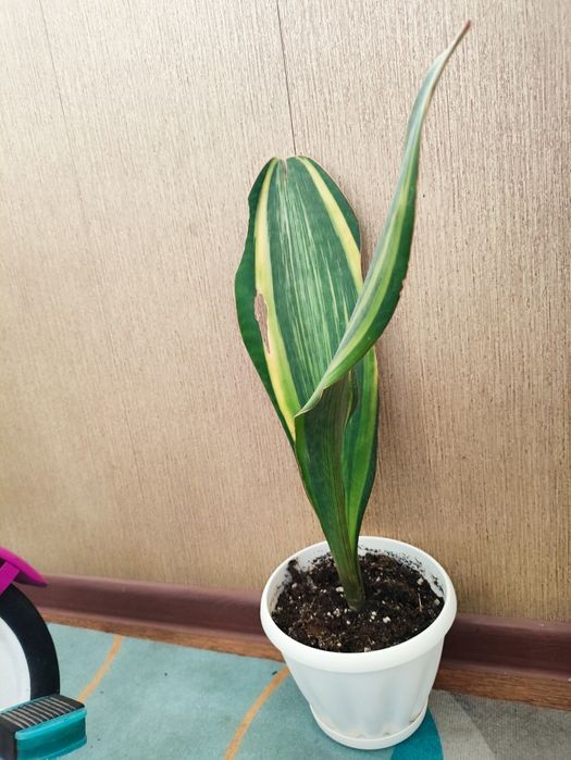 Сансевьерия масониана. Гигантский лист!