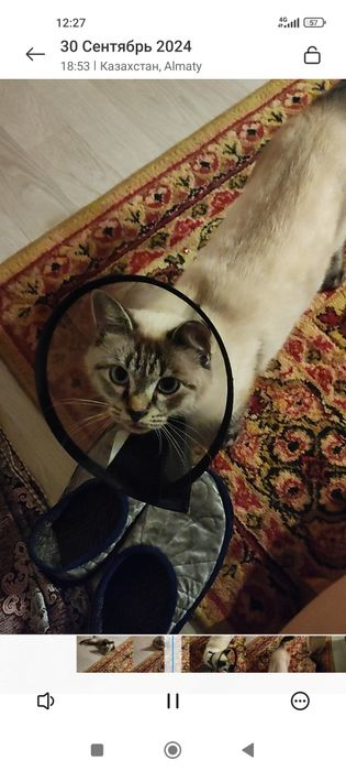 Кот 2,5 месяца , в хорошие руки