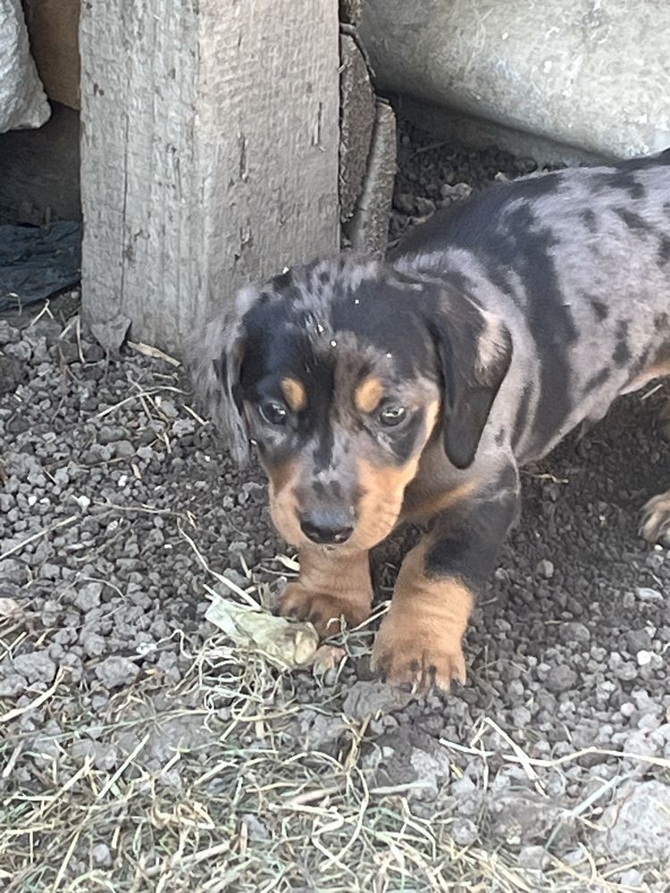 Dachshund pui de vanzare talie mica