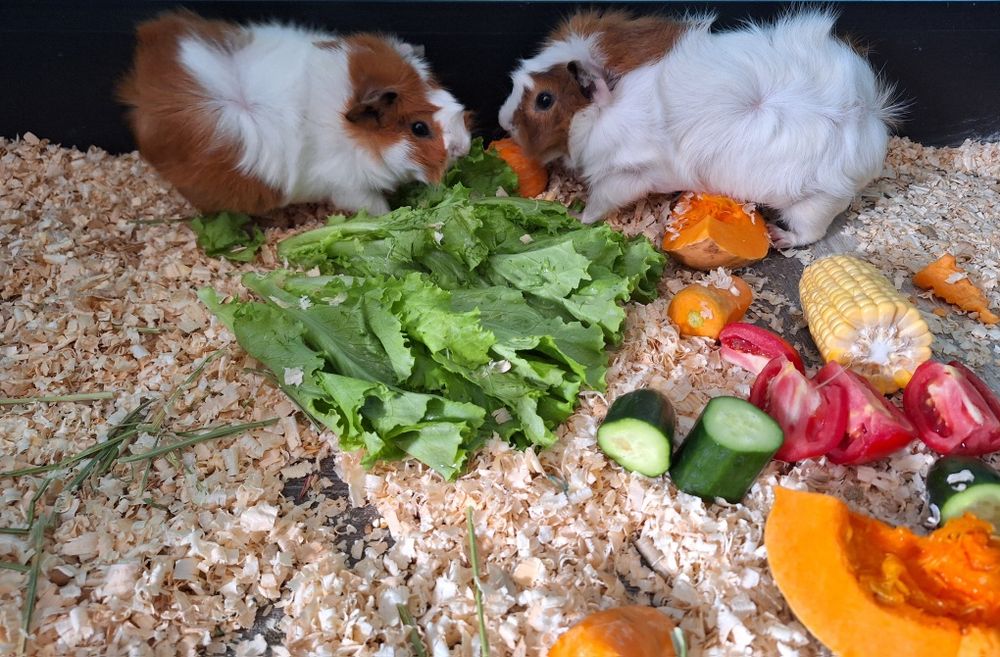 Продам двух морских свинок розечатых