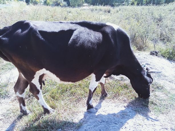 Продаётся корова корова беременная
