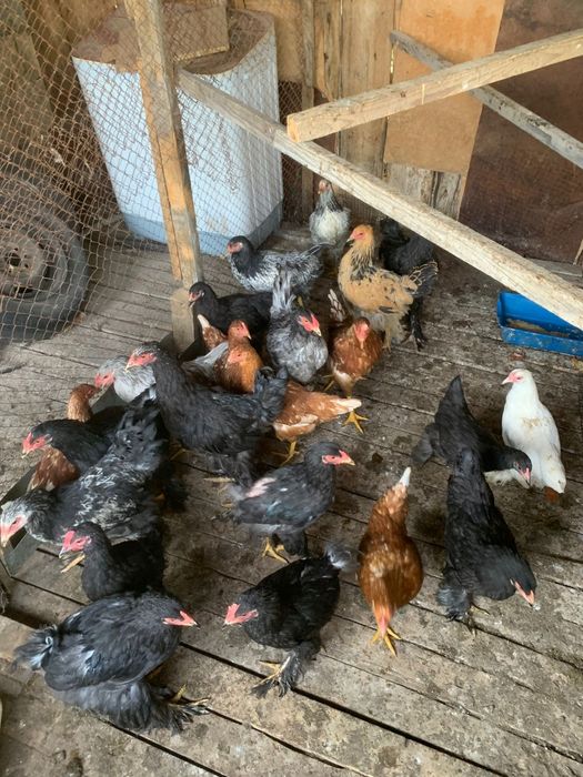 ...Куры молодки...