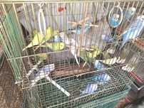 Vind papagai parus