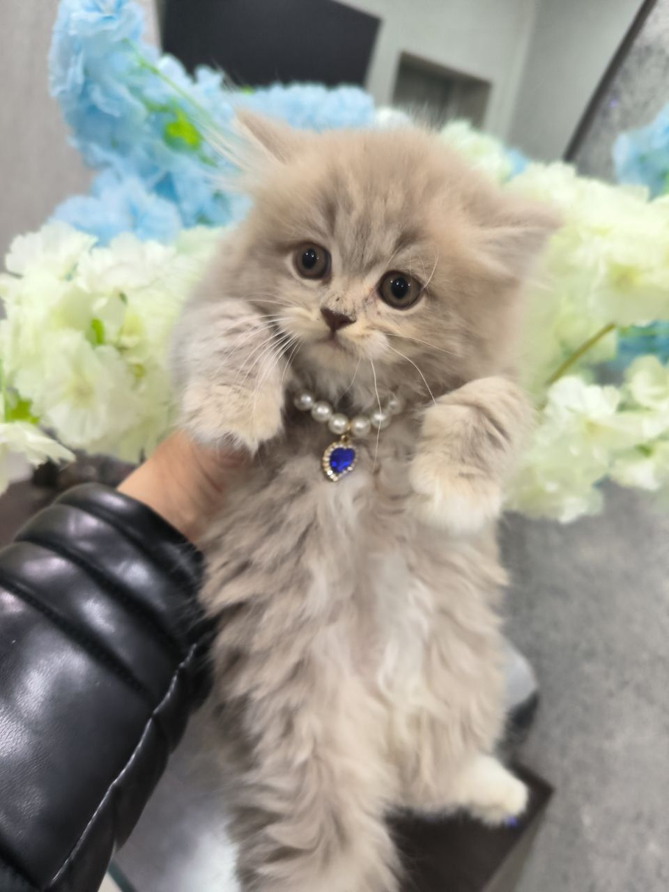Чистокровные ширококосные котята
