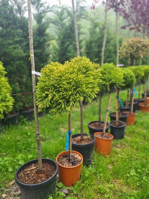 Criptomeria pe picior Photinia Red Robin Evonymus