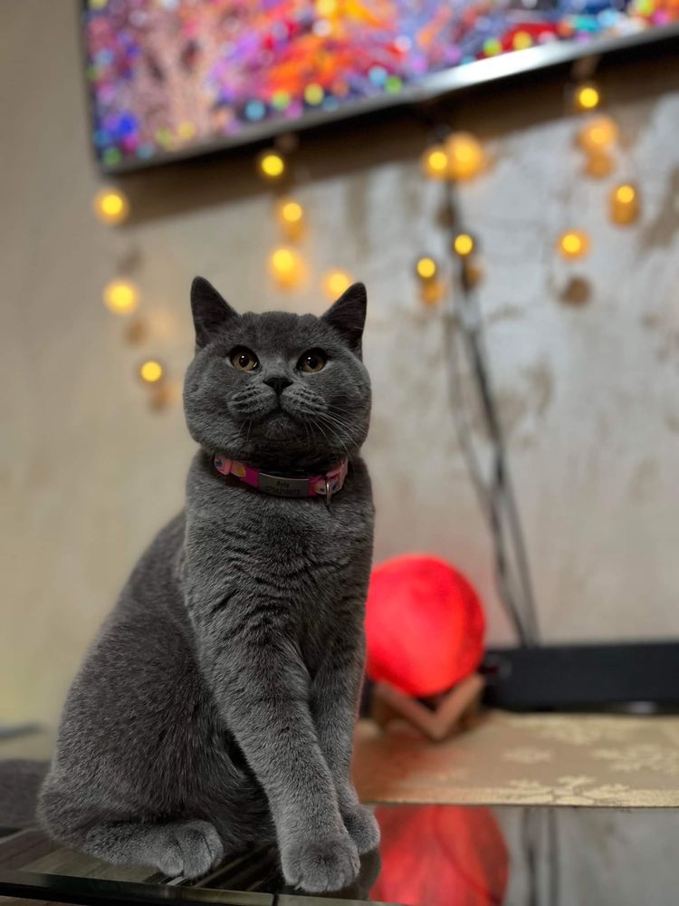 British Shorthair alb tigrat din părinți cu pedigree