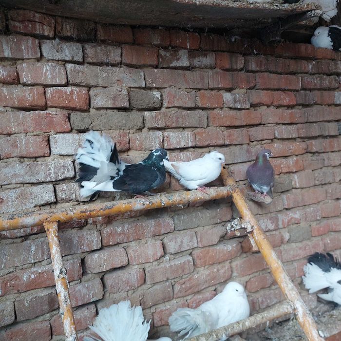 Porumbei de vânzare