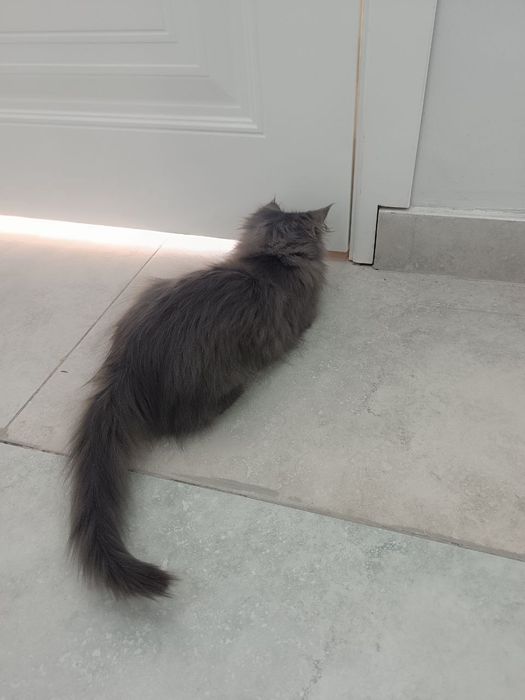 Мейн Кун мальчик продается