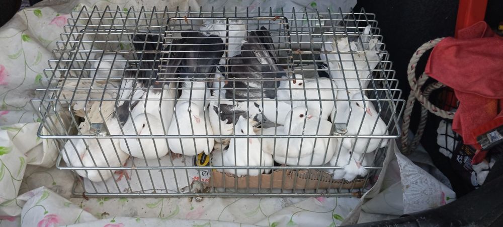 Porumbei voltați coada neagra/albi