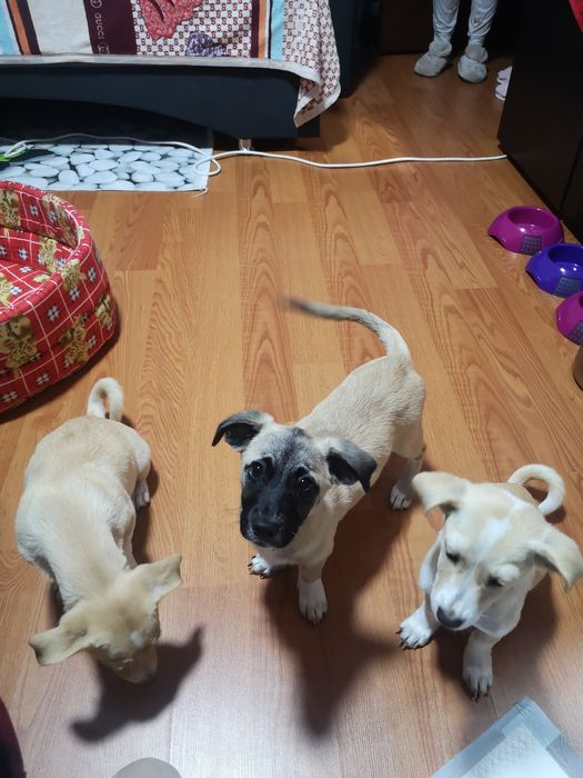 Donez catelusi  forte bine ingrijiti