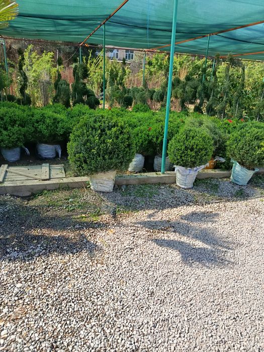 Gazon archa dekarativ gullar