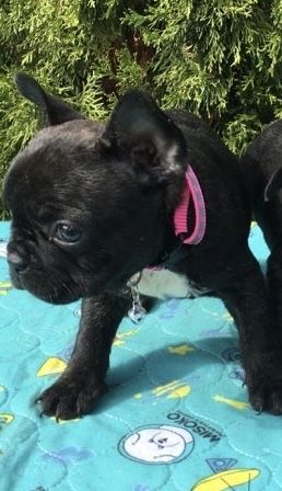 Френски Булдог French Bulldog