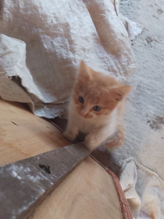 Подарявам две котенца на два месеца