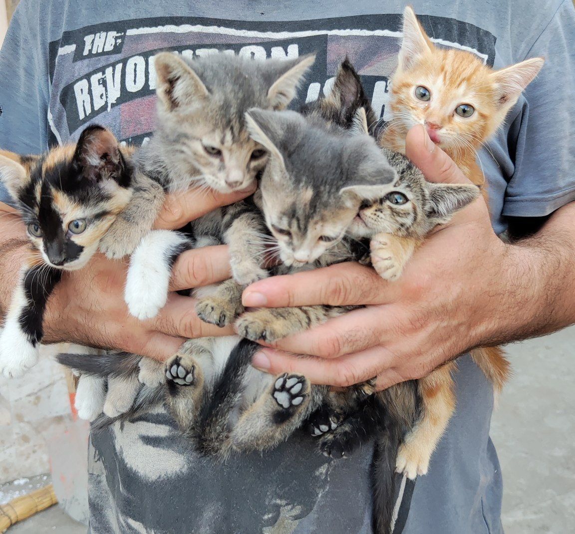 Отдам даром котят домашние уотята