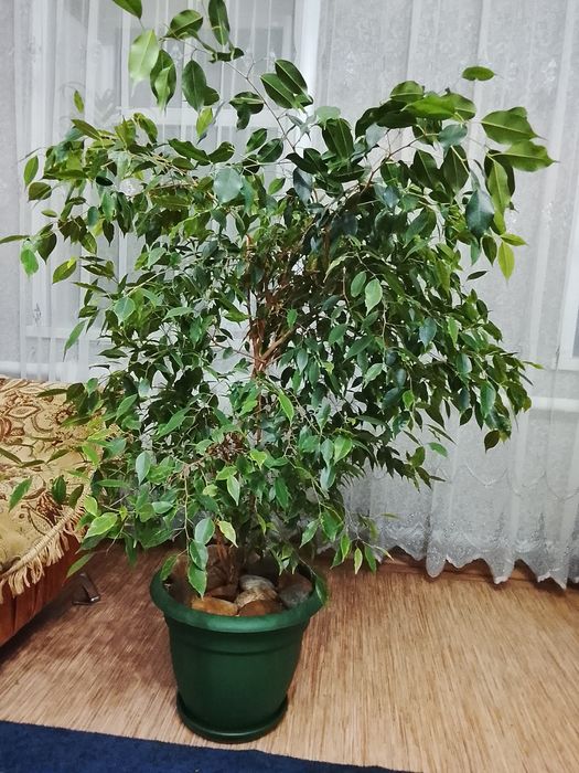 Продам большой цветок