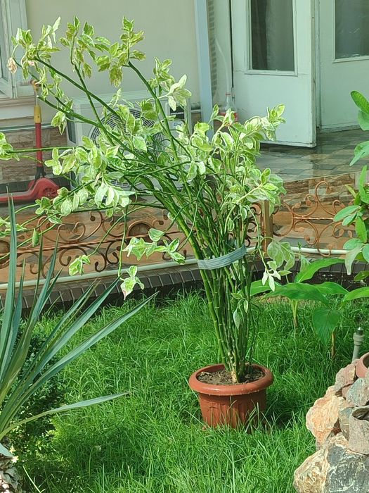 Срочно продам цветы