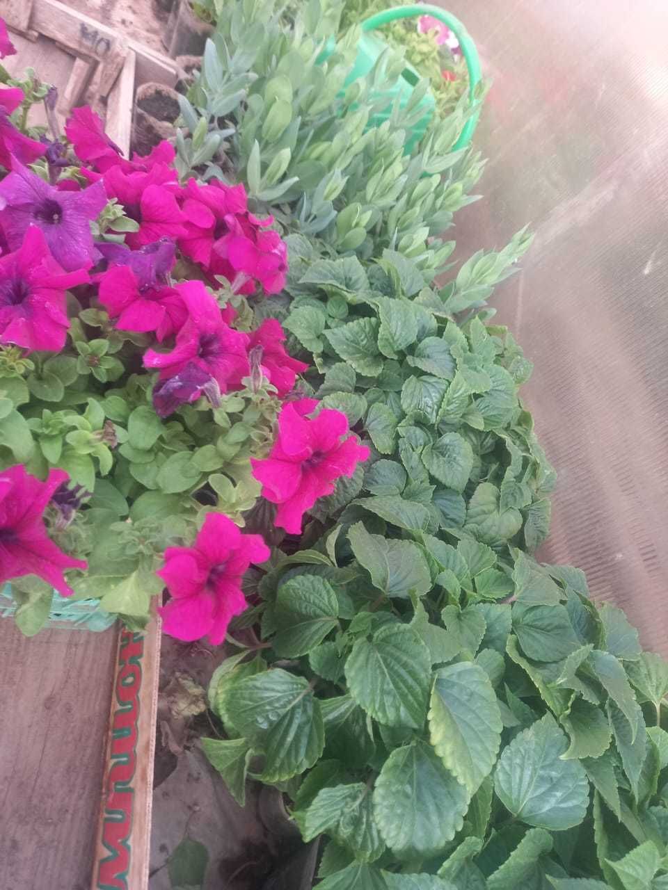 Продам     цветы
