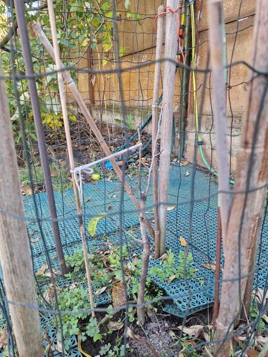 Paw Paw, Banana Nordului