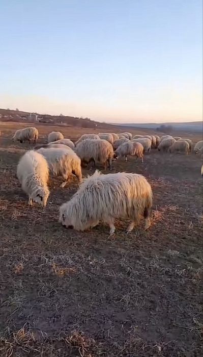 Vând turmă oi și capre