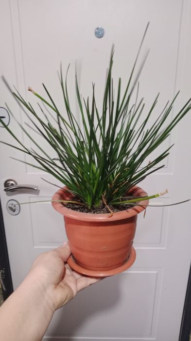 Продам спатифилум и зефирантес белый