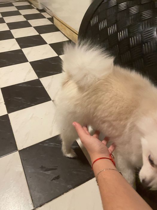 Pumeran bql mn dobyr I igriv