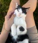 Pisici spre adoptie