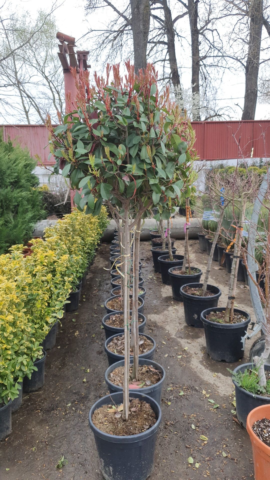 Plante verzi tuia leilandi spirala