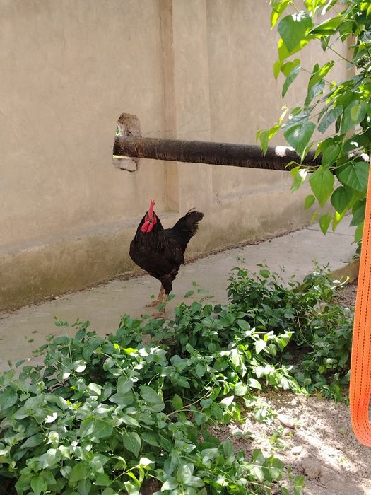 Гигант кора шахзода