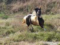 monta pinto baltat