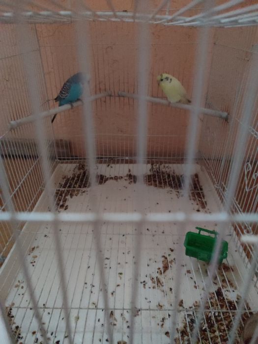 Попугай попугай папугай