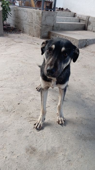 Собака в хорошие руки