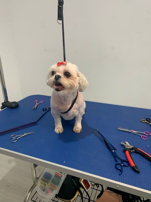 Servicii profesionale frizerie canina