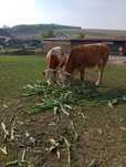 Vând două juninci gestante una in A9 luna