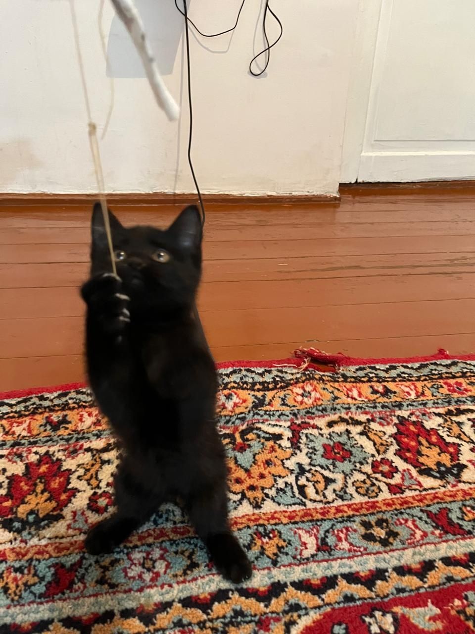 Котята бесплатно