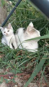 2 кошки есть в Туркестан городе.
