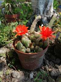 Cactus care înflorește