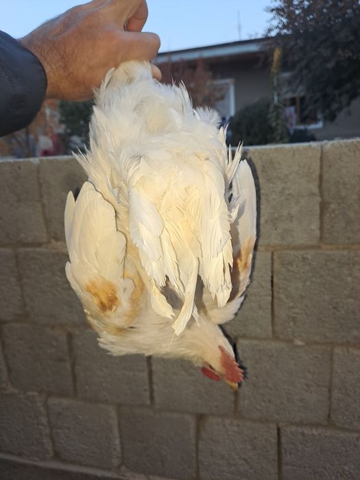 Xuroz sotiladi uyga bokilgan