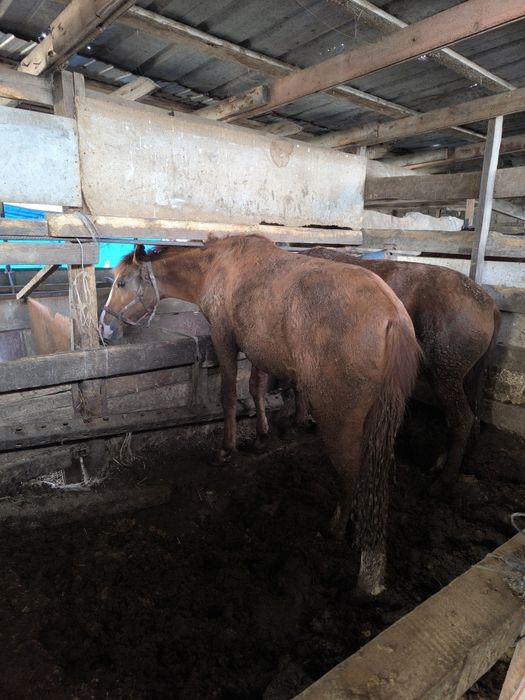 Жылқы сатылады, соғымға 1 жарым 2жас