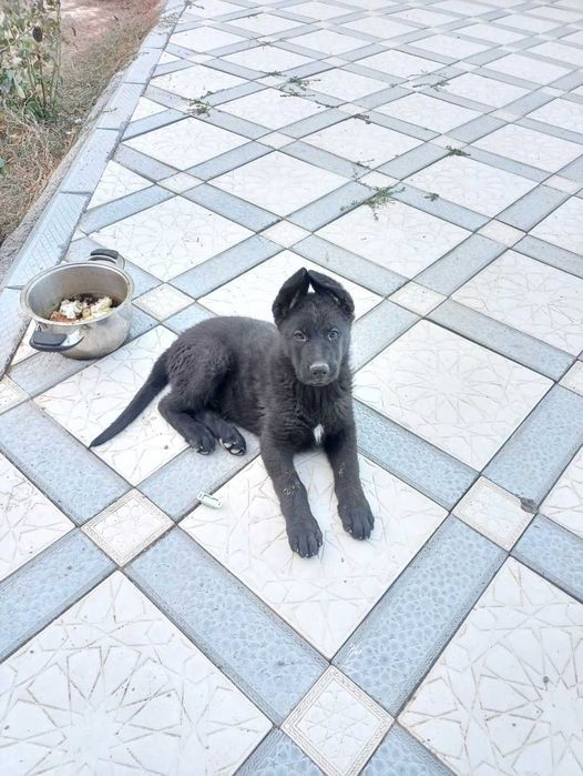 Овчарка щенок,умный