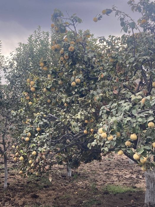 Behi sochniy va shirin o'zimizzi boğdan 50 kilo koldi ko'rib tanlab os