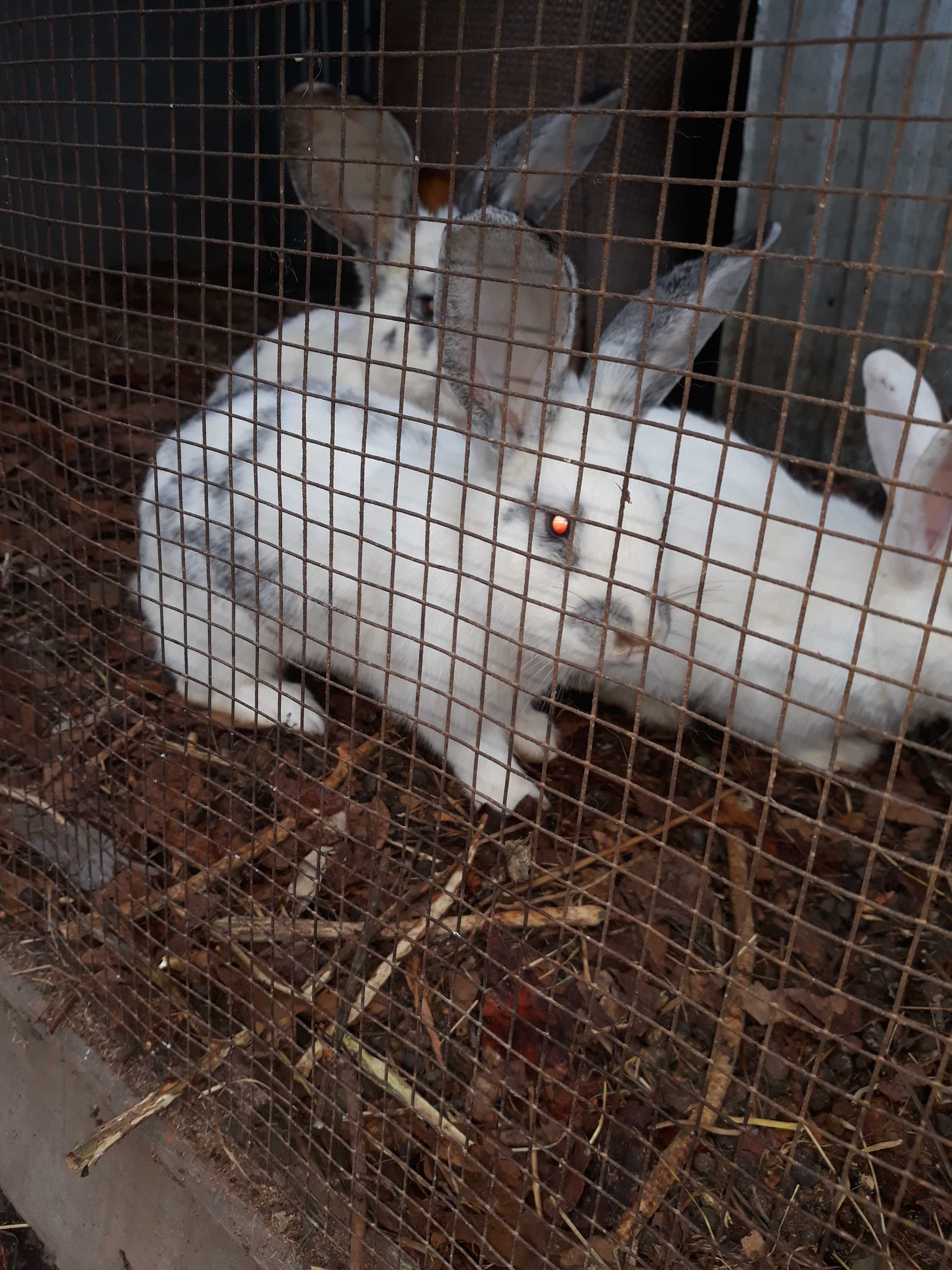 Кролики разной породы